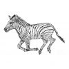 Zebra Running b&w 001